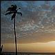tn_mandrem_sunset_tree.jpg