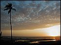 tn_mandrem_sunset_tree.jpg