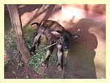 tn_sleepy-calf.jpg